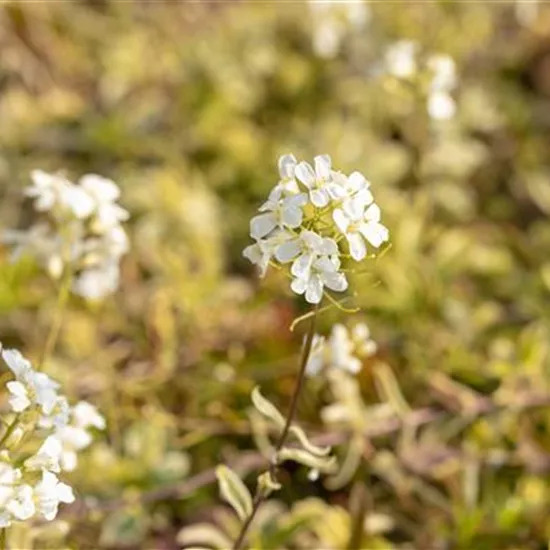 Arabis ferdinandi-coburgii 'Old Gold'