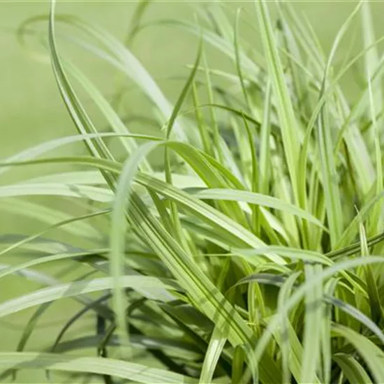Carex caryophyllea 'The Beatles'