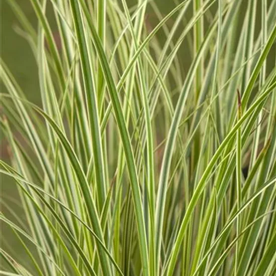 Carex conica 'Snowline'