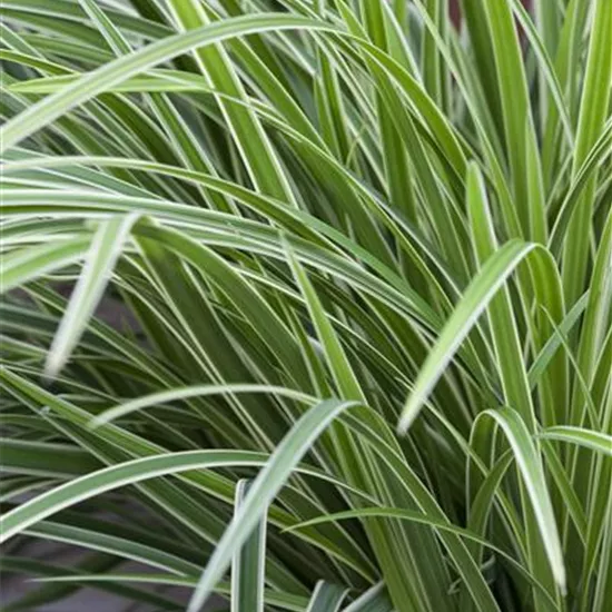 Carex morrowii 'Variegata'