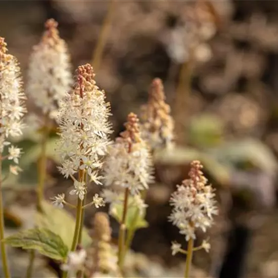 Tiarella wherryi