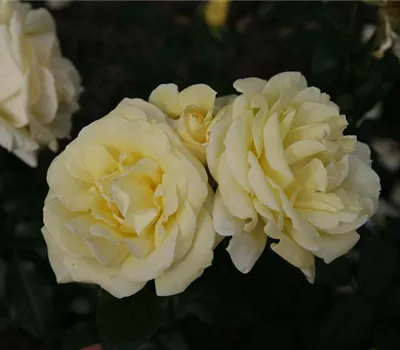 Rosa 'Limona' -R- TH