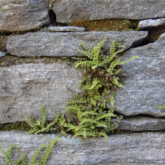 Asplenium trichomanes
