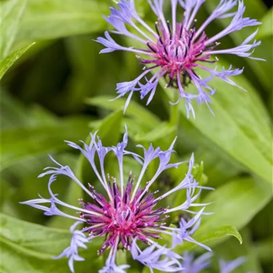 Centaurea montana