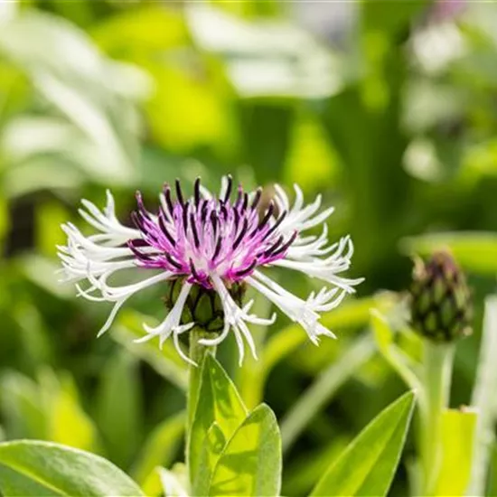 Centaurea montana 'Purple Heart'