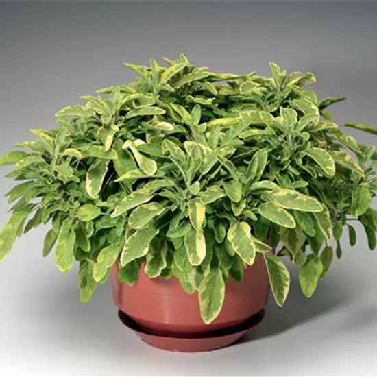 Salvia officinalis 'Aurea'