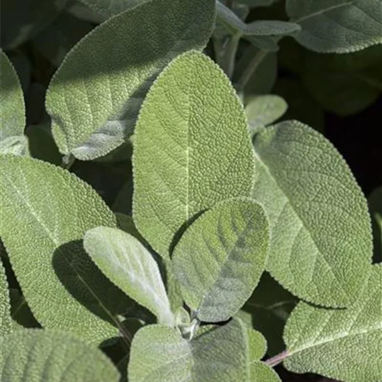 Salvia officinalis 'Berggarten'