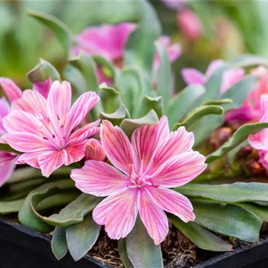 Lewisia longipetala 'Little Plum'