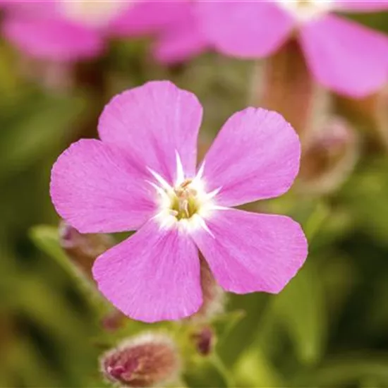 Saponaria ocymoides