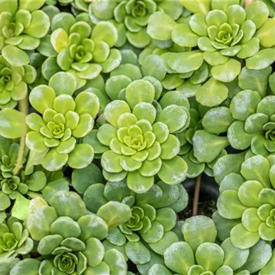 Saxifraga cuneifolia