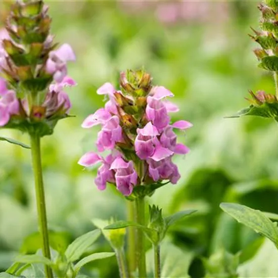 Prunella grandiflora 'Rosea'