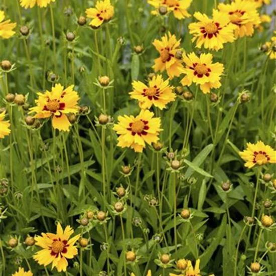 Coreopsis lanceolata 'Walter'