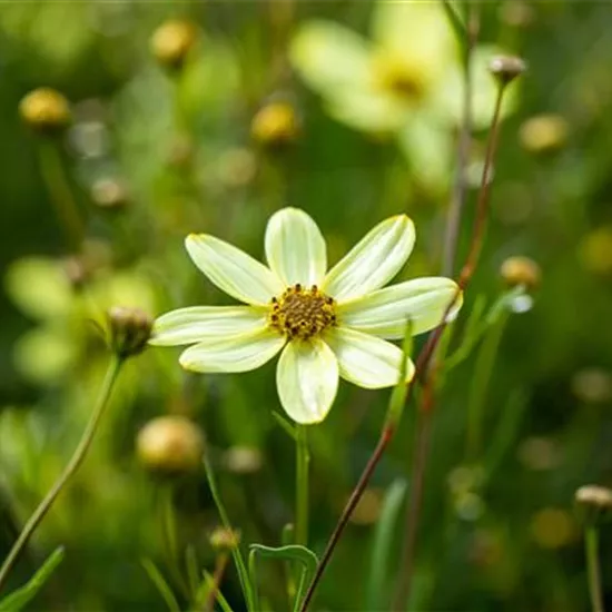 Coreopsis verticillata 'Moonbeam'