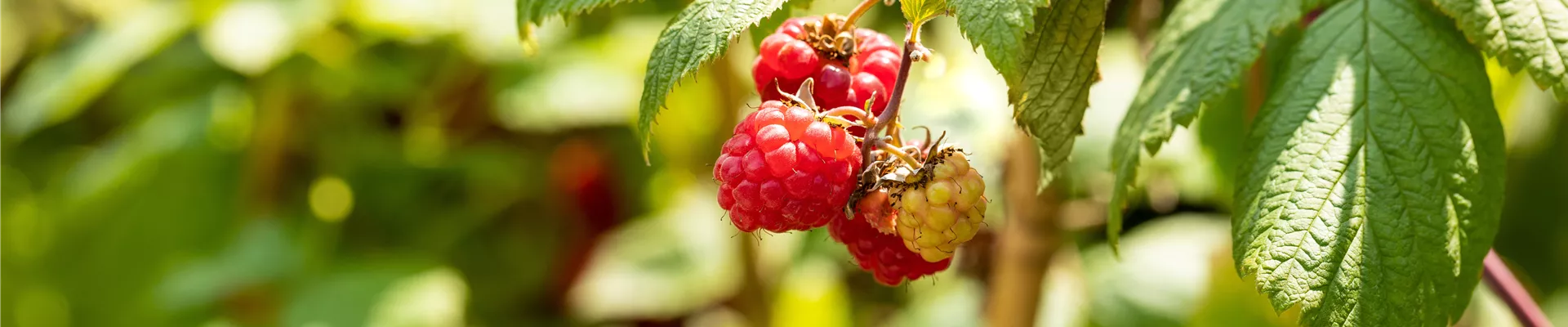 Rubus idaeus 'Primalba'