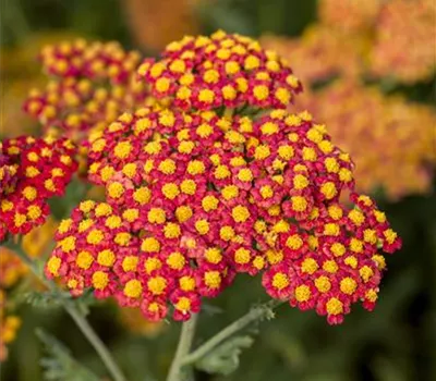 Achillea filipendulina 'Walter Funcke'