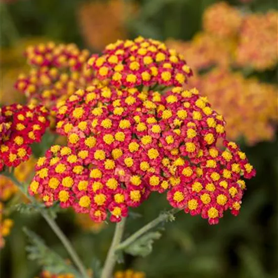 Achillea filipendulina 'Walter Funcke'