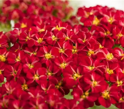 Achillea Millef.-Hybr.'Kirschkönigin'