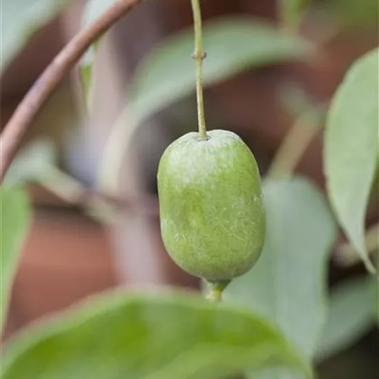 Actinidia arguta 'Super Issai'-R- CAC
