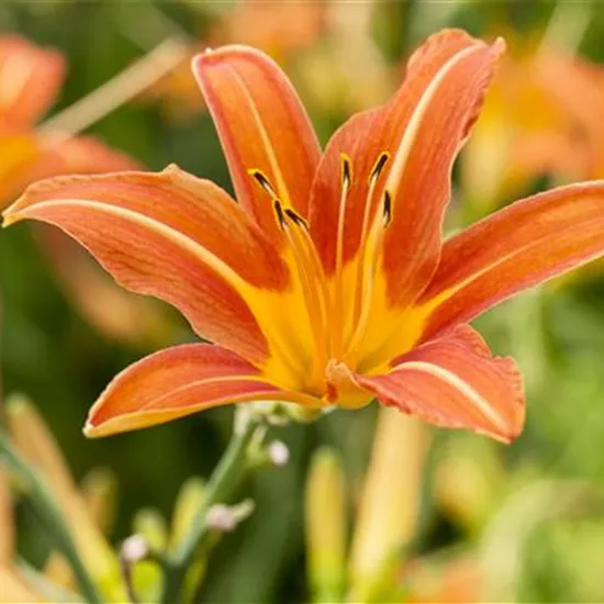 Hemerocallis x cult.'Sammy Russell'