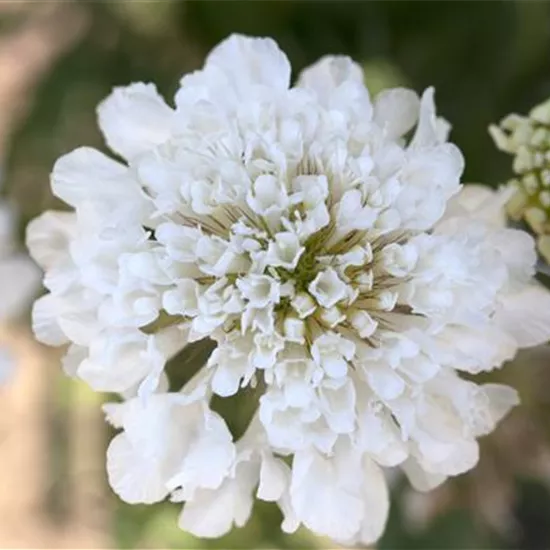 Scabiosa caucasica 'Miss E.Willmott'