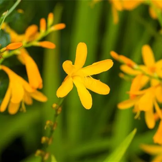 Crocosmia x crocosmiifl.'George Davidson'