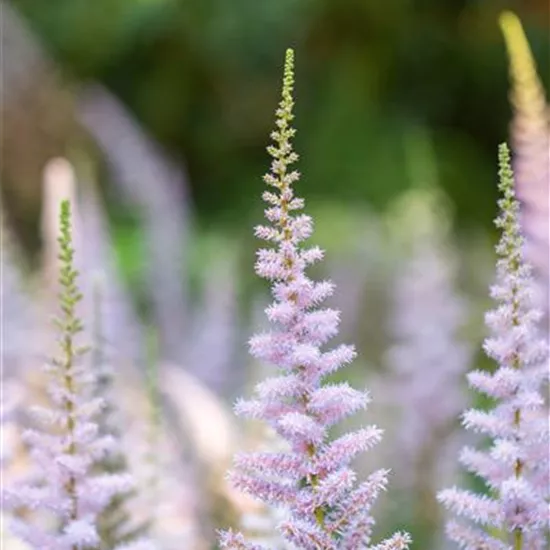 Astilbe chinensis var.pumila