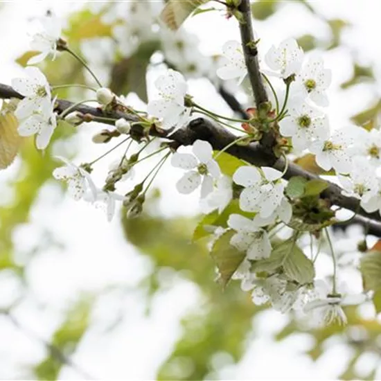 Prunus av.'Gr.Prinzessinkirsche' CAC