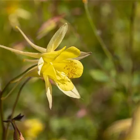 Aquilegia caerulea 'Maxi'