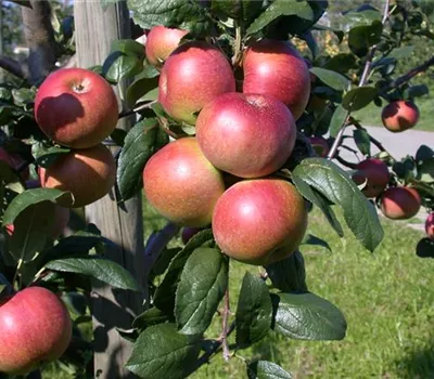 Malus 'Baumanns Renette' CAC