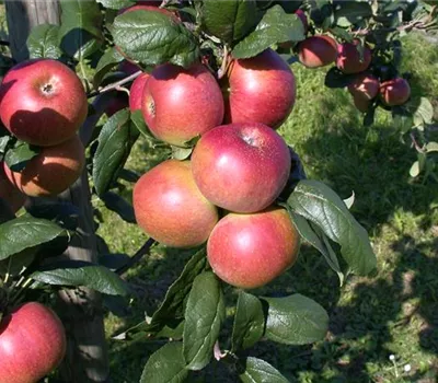 Malus 'Red River' -R- CAC