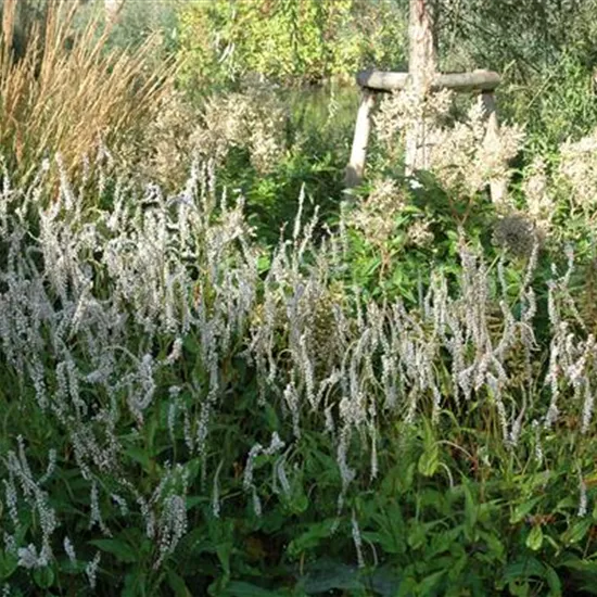 Bistorta amplexicaulis 'Alba'