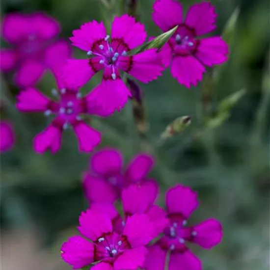 Dianthus deltoides 'Brillant'