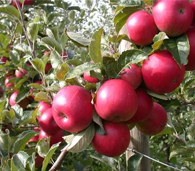 Malus 'Baya Marisa' -R- CAC