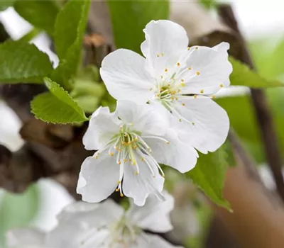 Prunus av.'Sylvia' CAC