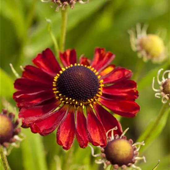 Helenium x cult.'Rubinzwerg'