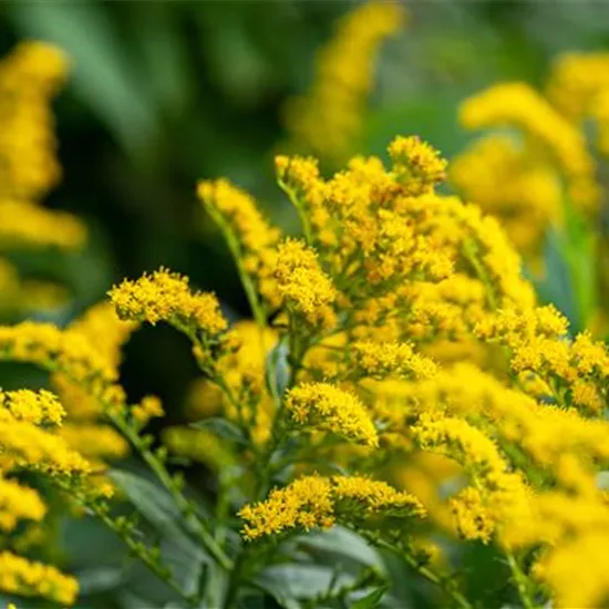 Solidago x cult.'Strahlenkrone'