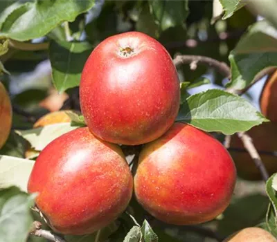 Malus 'Gerlinde' -S- CAC