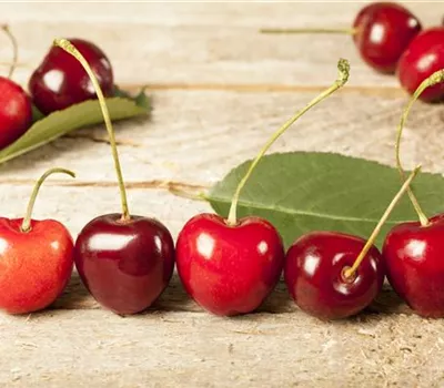 Prunus cer.'Morina' -S- CAC