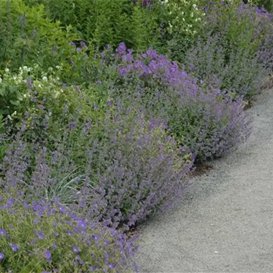 Calamintha nepeta ssp.nepeta