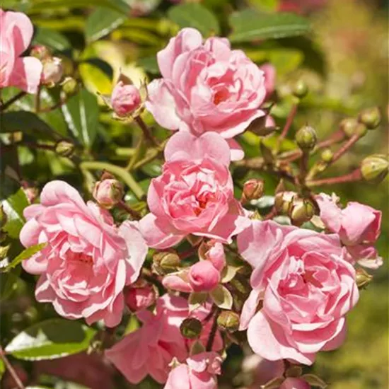 Rosa 'The Fairy' BDR II