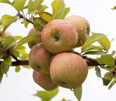 Malus 'Goldparmäne' CAC