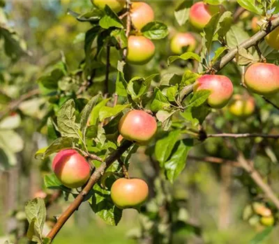 Malus 'Jakob Fischer' CAC