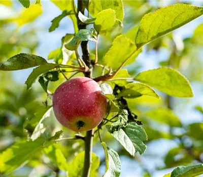 Malus 'Kaiser Wilhelm' CAC