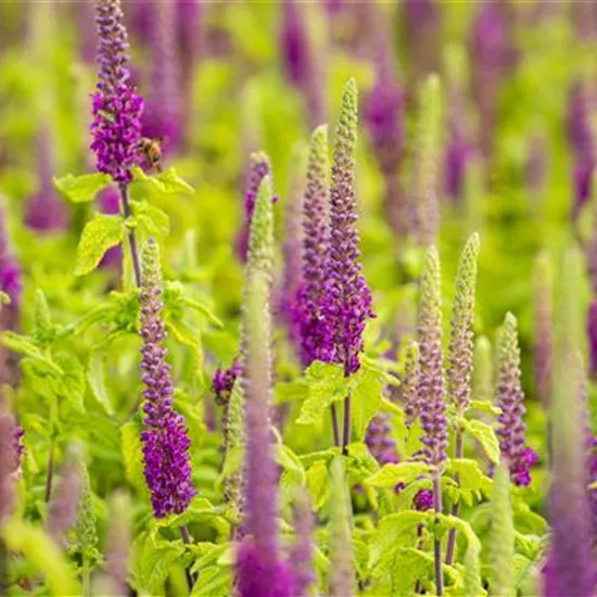 Teucrium x lucidrys, veg.