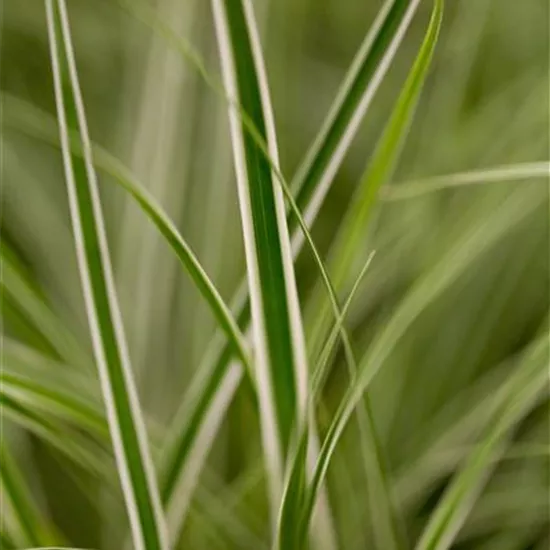 Carex oshim. EverColor 'Everest' -R-