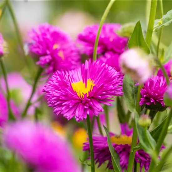 Erigeron x cult.'Karminstrahl'