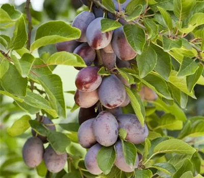 Prunus dom.'Hauszwetsche Franken' CAC