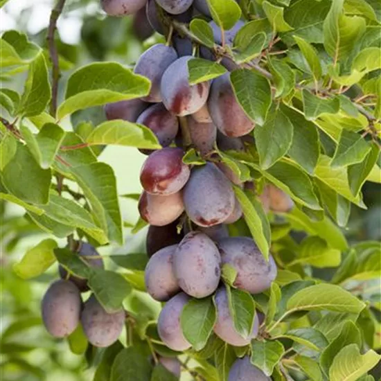 Prunus dom.'Hauszwetsche Franken' CAC