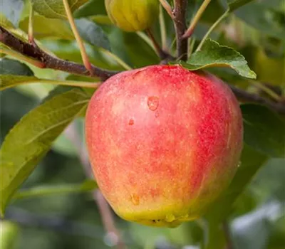 Malus 'Rebella' -S CAC