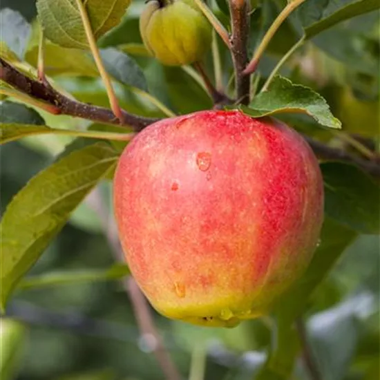 Malus 'Rebella' -S CAC